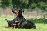 BEAUCERON - ADULTS and PUPPIES 058